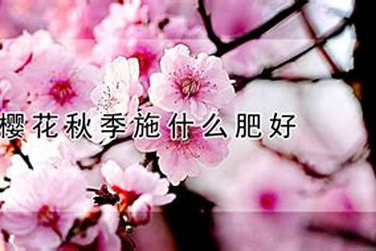 樱花不开的原因有哪些？