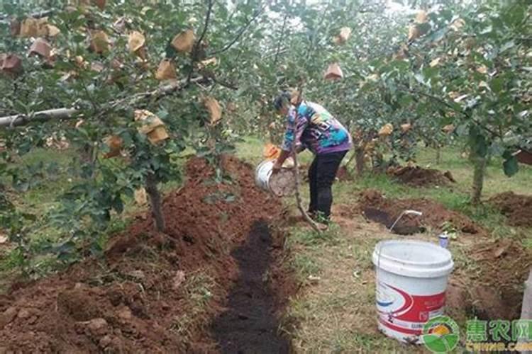 叶面施肥原理是什么,叶面施肥怎么施,施肥时机怎么选？