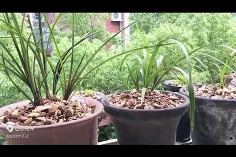 兰花用什么肥料最好？