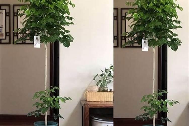 幸福树施什么肥最好 幸福树怎么施肥