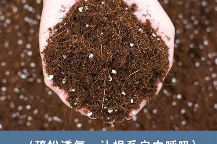 豌豆苗发芽出来什么时候施肥