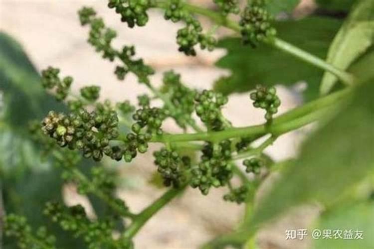…葡萄分穗先发黄、然后逐步干枯