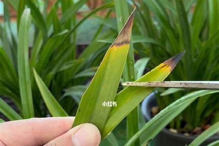 盆栽茉莉用什么土最好