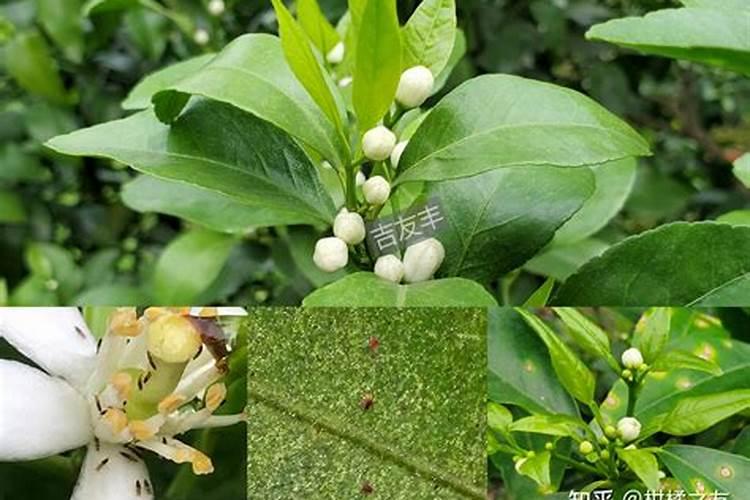 柑橘保花保果用什么药最好