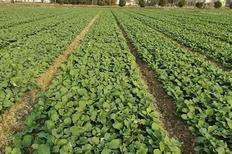 土豆浇什么肥料合适