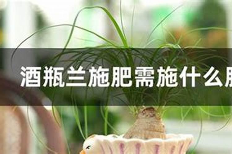 种植茭白缺钾