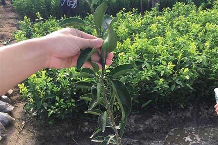 顺丰快递宝鸡陈仓集散点在哪