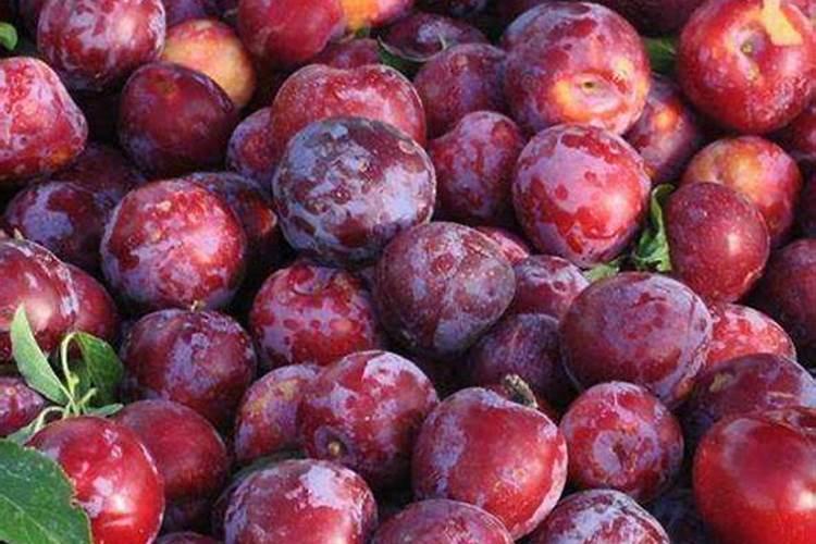 李子树用什么肥料最甜