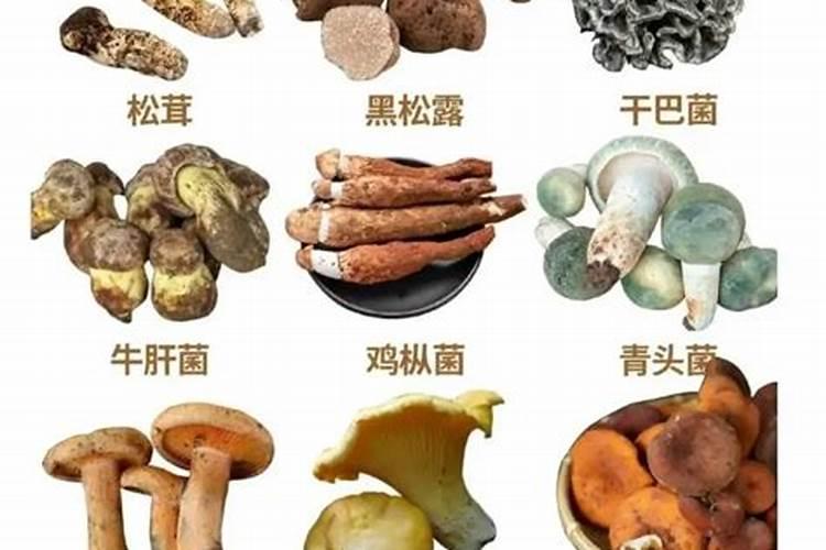 冬枣叶面肥有哪些