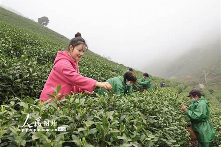 矿源黄腐酸钾多久用一次效果好？什么水溶肥能改良土壤盐碱化？