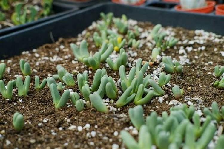 红提葡萄不红用什么药上色最好