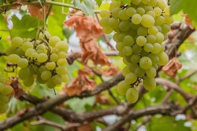 刚换盆的兰花要浇水吗