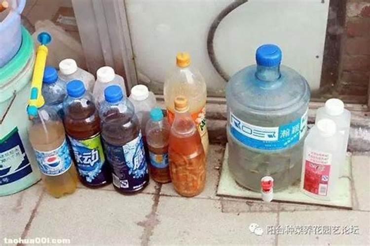 勿忘我怎么浇水