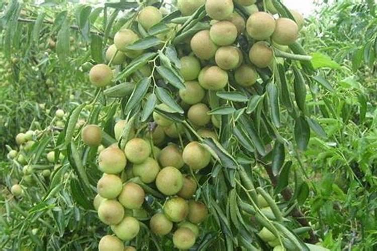 阳光玫瑰葡萄品种的种植方法