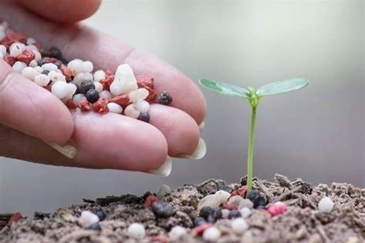 香蕉用什么叶面肥？香蕉什么时候打叶面肥？香蕉促花保果膨大防晒用金泰靓...