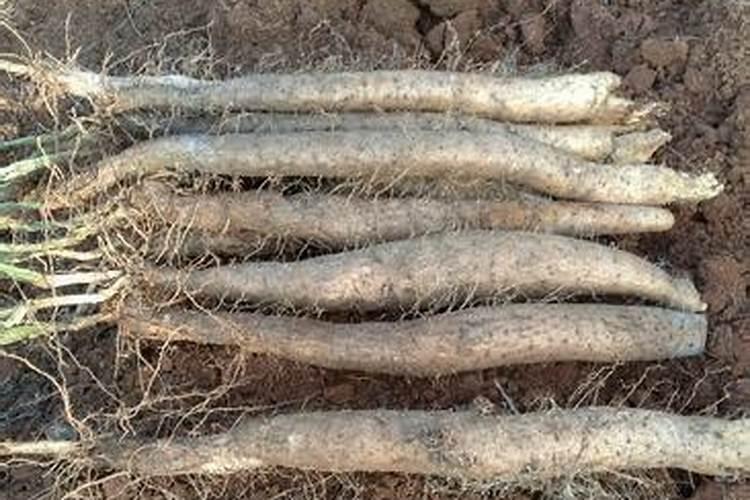 种植山药氮肥什么时候施磷肥什么时候施钾肥什么时候施