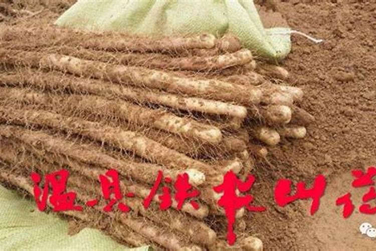 山药需肥规律以及施肥方案,附山药的种植方法