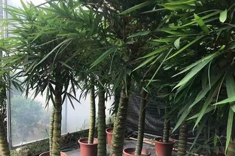 橘子树用什么肥好