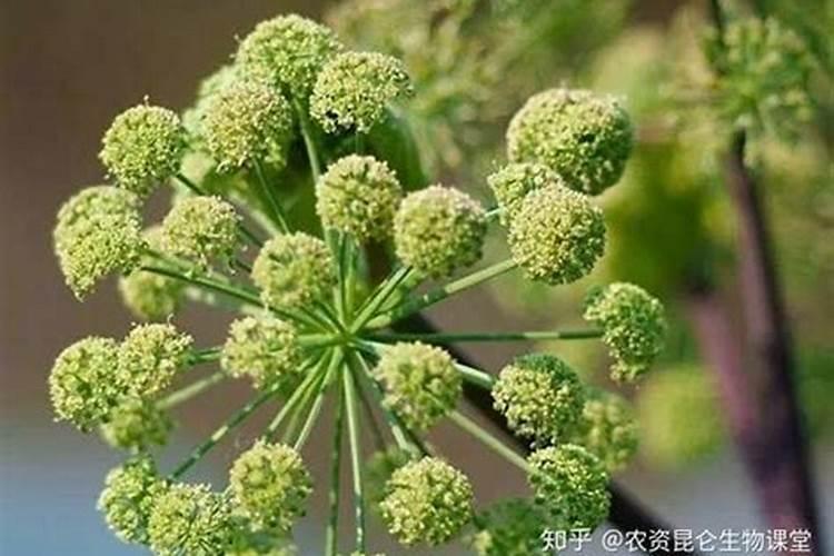 黄腐酸钾能和氨基酸原粉混合使用吗