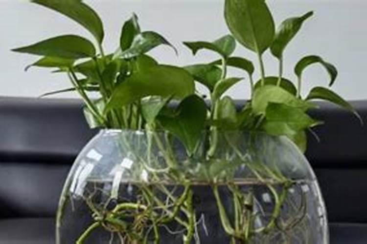 果树春季种植与施肥方法