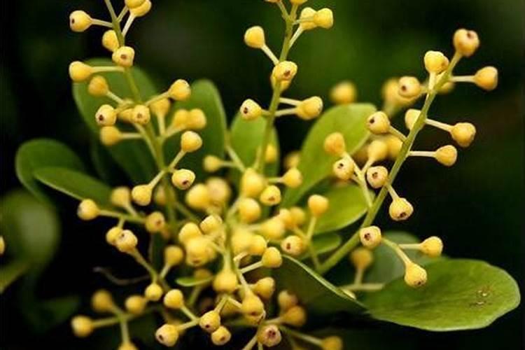 火龙果需要什么肥料？