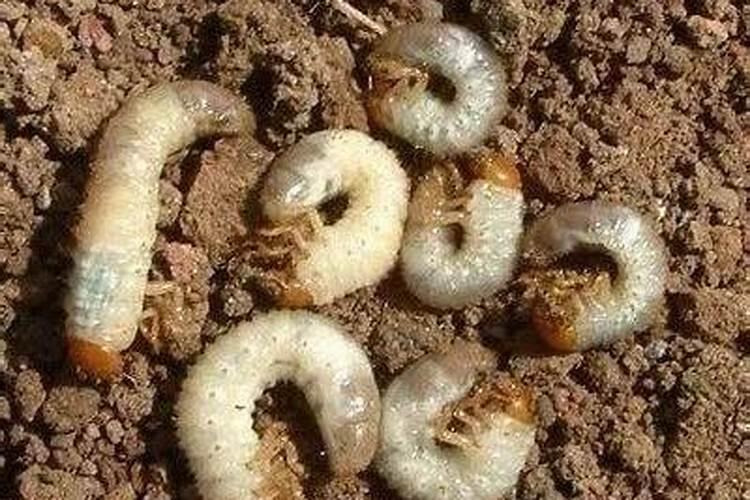 怎样防治红薯地下害虫？