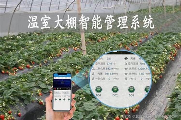 香瓜叶子发黄怎么回事