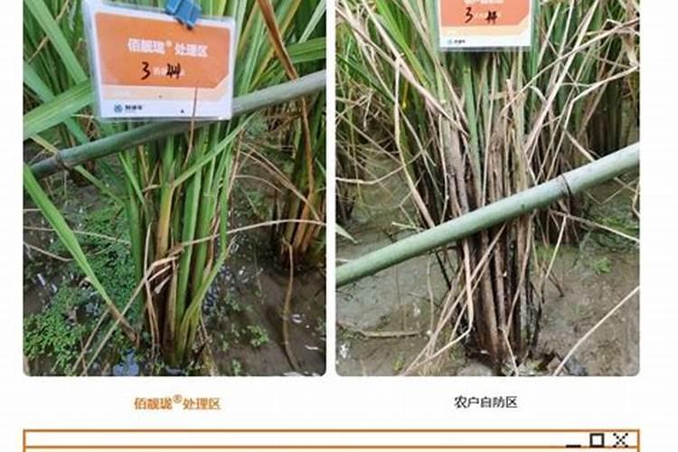 天山雪莲菊花的功效与禁忌