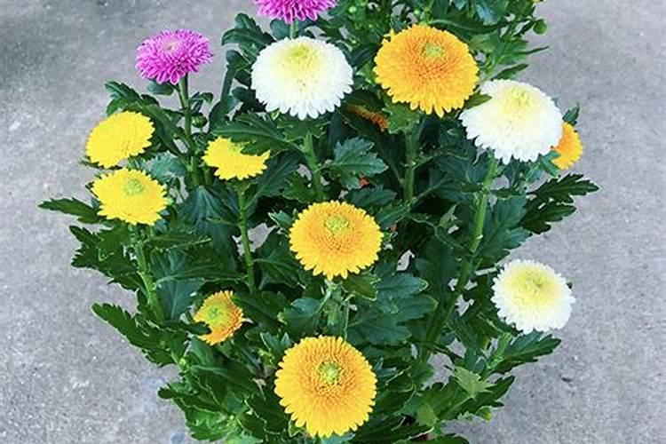 花生什么时候打芸苔素