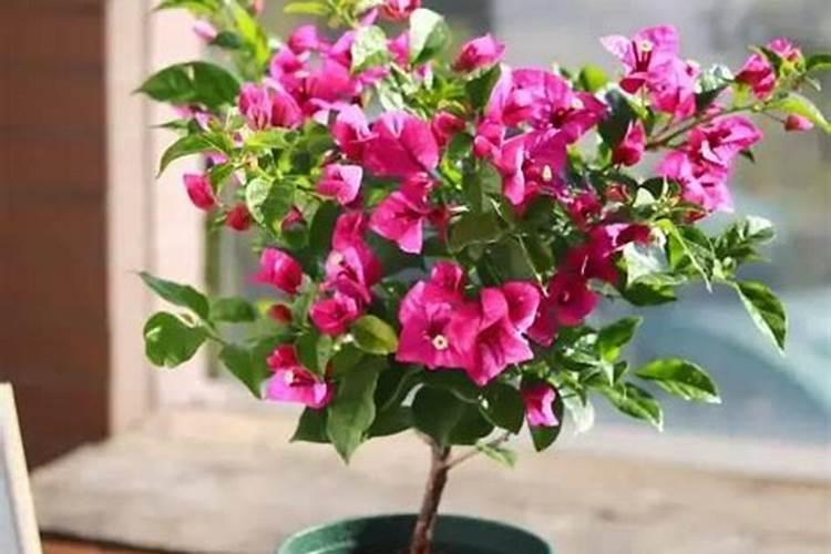 三角梅可以施复合肥吗 使用注意事项