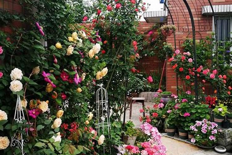 辣椒烂根病的预防方法,辣椒根腐病怎么解决？辣椒抗重茬用根小子