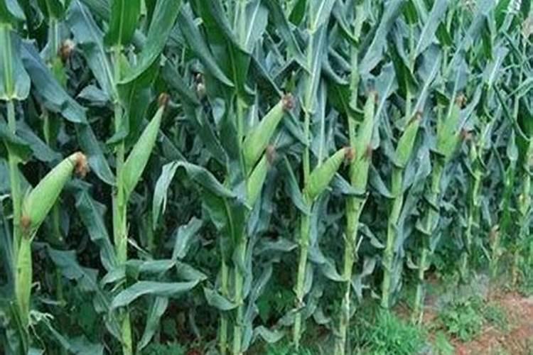 农民种红薯什么时候需要施肥