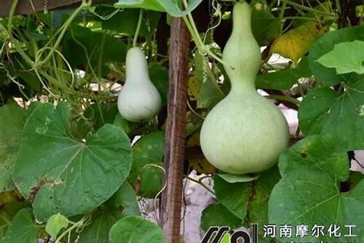 葫芦种植有什么有效的方式