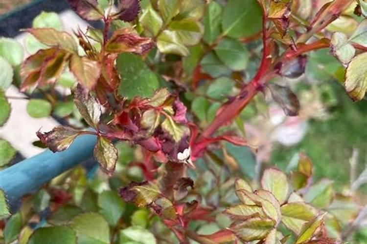 吸收氮最强的植物