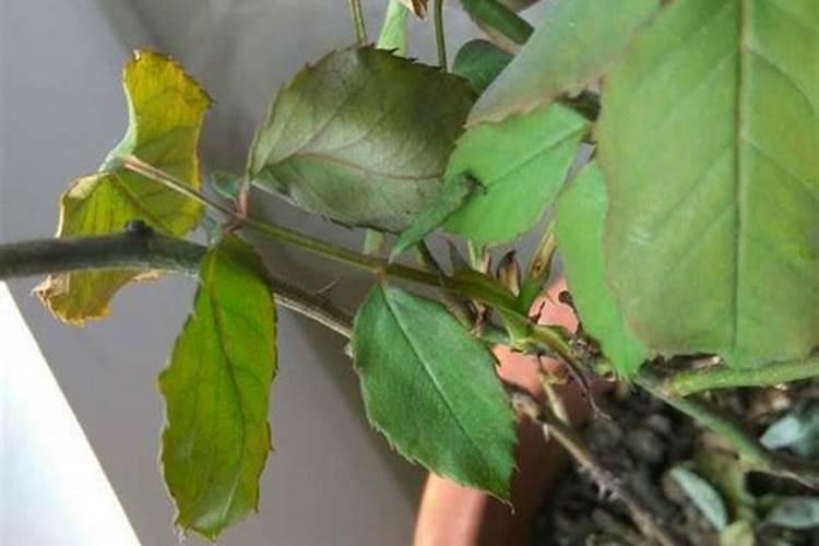 油菜苗可以喷叶面肥吗