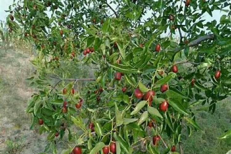 红枣树开花后怎么养 红枣树开花后应该如何养