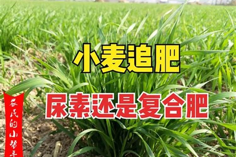 麦子干叶干穗是怎么回事,怎么办