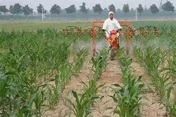 叶面肥几天能吸收干净