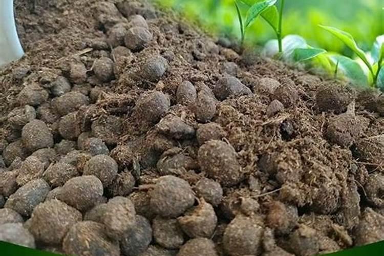 家庭养花用什么肥料好