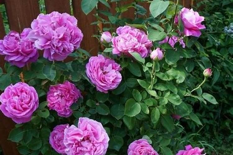 月季花24小时什么时候开花？