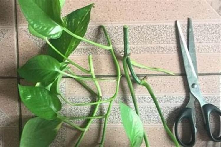 果树施用硅肥有哪些好处