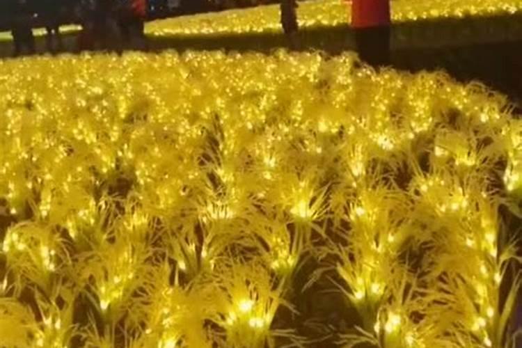 种植麦子怎么施肥