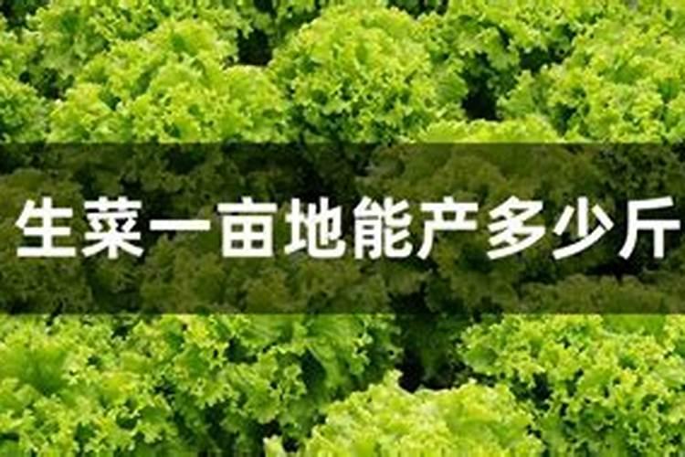 桉树用什么肥料最好