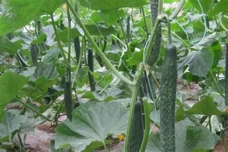 黄瓜适合用什么肥料？