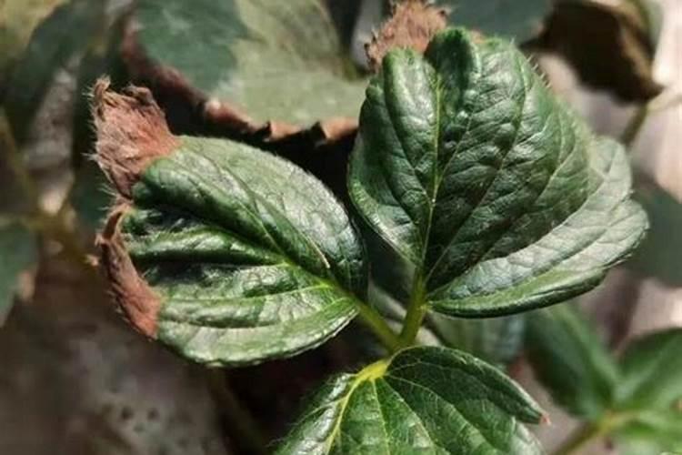 钙肥植物缺钙的表现