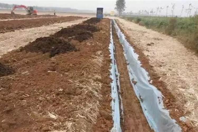 钾肥对水稻的作用及功能