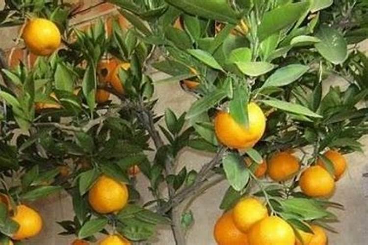 小橘子的养殖方法 小橘子的养殖方法介绍