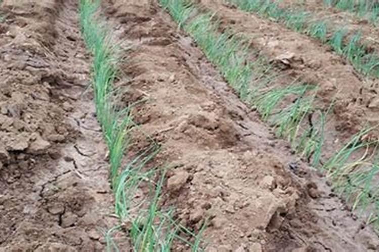 大葱用尿素还是复合肥