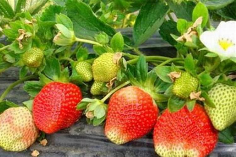 种植草莓什么时候需要施肥
