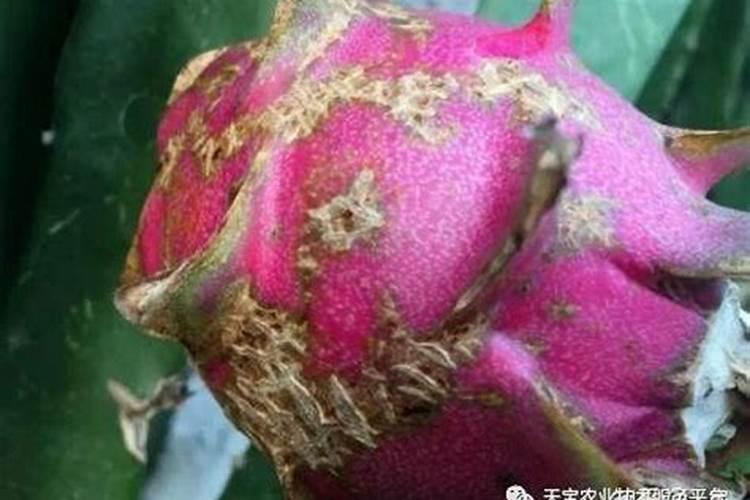 火龙果开花结果时如何施肥会更甜